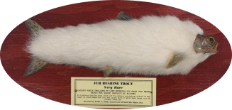 A fur-bearing trout